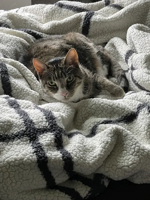 Hamilton Animal Care of the Lehigh Valley Picture 4