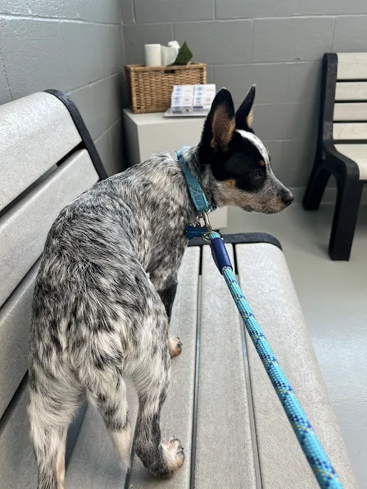 Hamilton Animal Care of the Lehigh Valley Picture 3