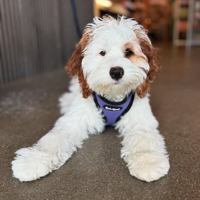 Shop Dog Boutique Picture 7