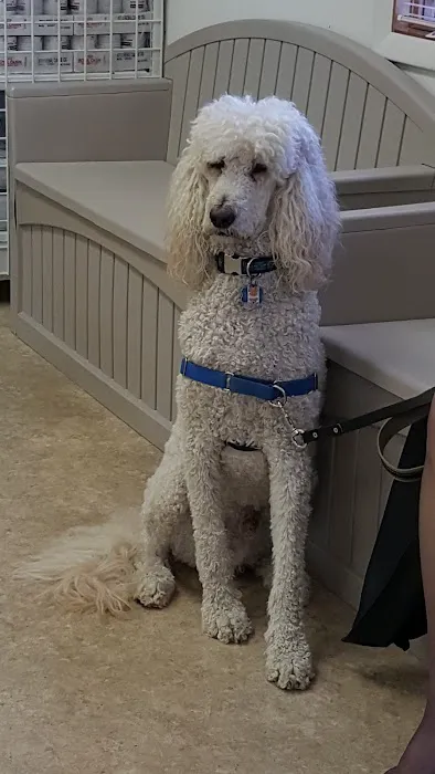 Affordable Pet Vaccines Inc. Picture 3