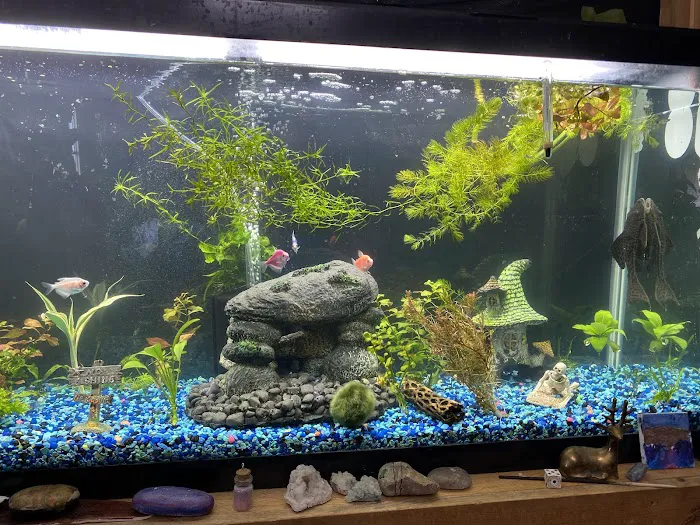 Planet Fish Aquatics Picture 2