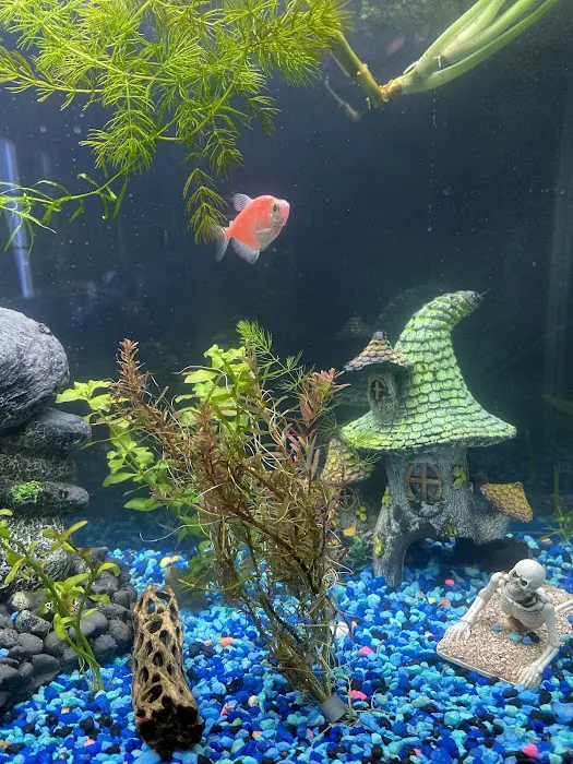 Planet Fish Aquatics Picture 3