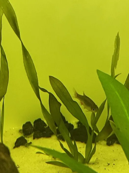 Planet Fish Aquatics Picture 1