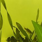 Planet Fish Aquatics