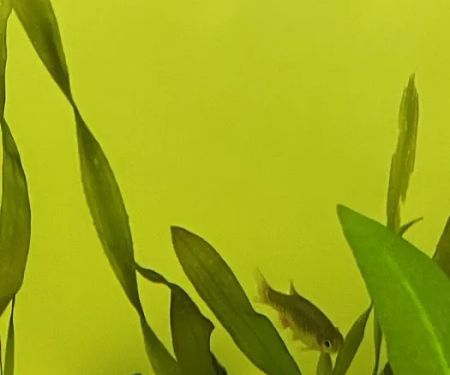 Planet Fish Aquatics