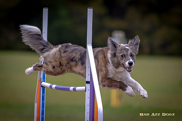 Viking Veterinary Services Picture 7