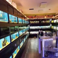 Mini-Critters ico