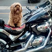 Chalfont Veterinary Clinic ico