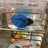 Petco ico