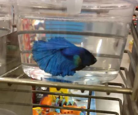 Petco