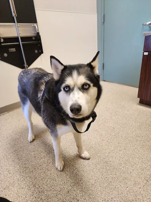 Central Veterinary Center Picture 5