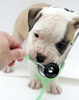 Central Veterinary Center Picture 6