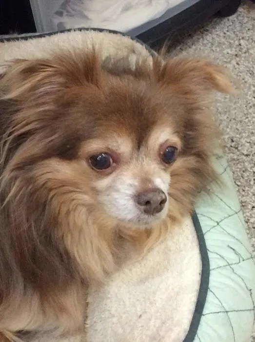 Central Veterinary Center Picture 10