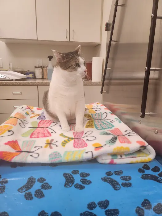Colmar Veterinary Hospital Picture 5