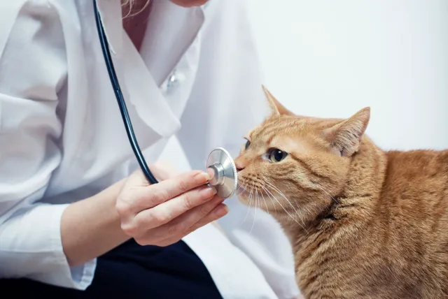 Colmar Veterinary Hospital Picture 6