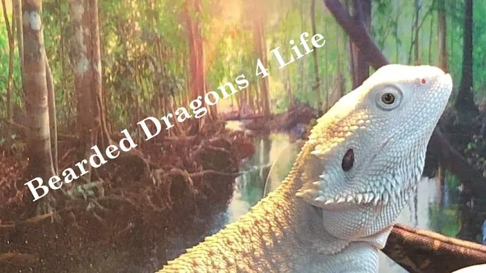 Bearded Dragons 4 Life Picture 4