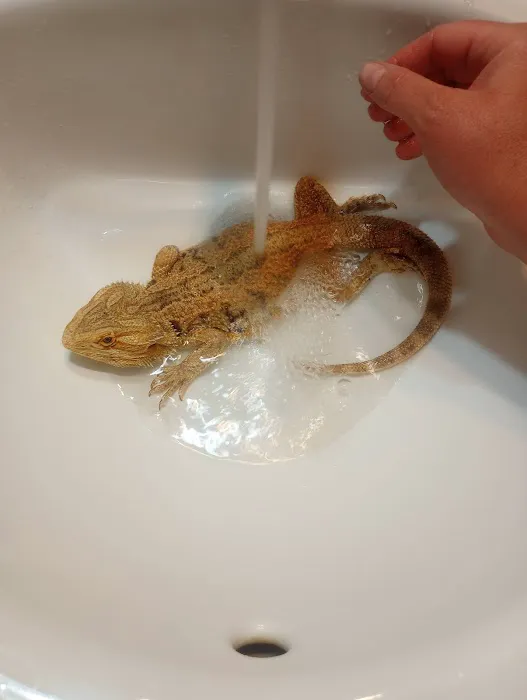 Bearded Dragons 4 Life Picture 3