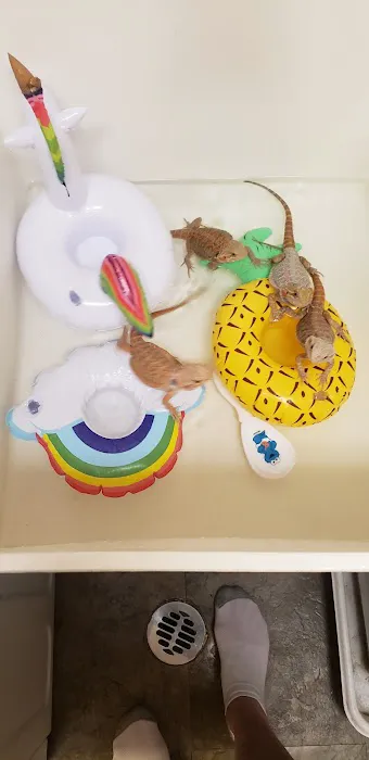 Bearded Dragons 4 Life Picture 1
