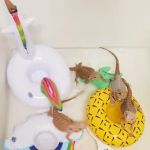 Bearded Dragons 4 Life