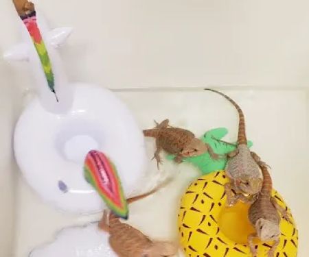 Bearded Dragons 4 Life