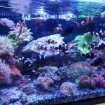 Sioux Falls Aquatics