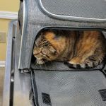 Hatfield Veterinary Clinic