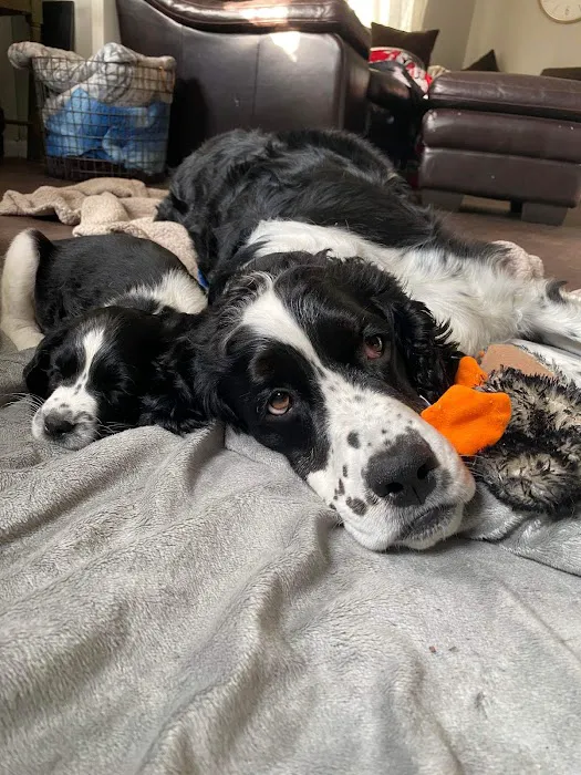 Dakotaland Springers Picture 4