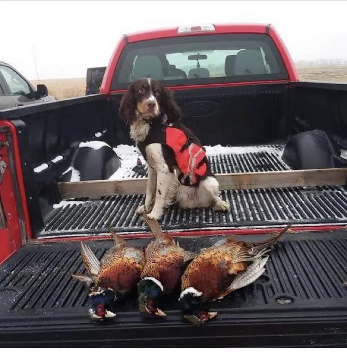 Dakotaland Springers Picture 3