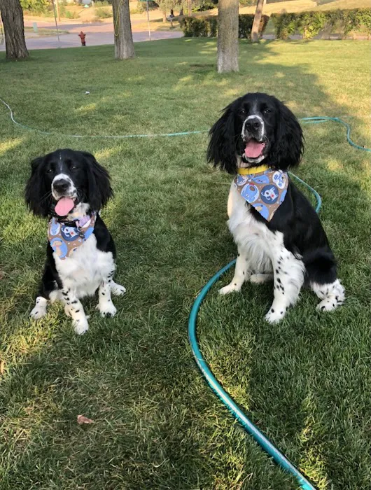Dakotaland Springers Picture 1