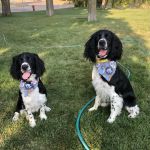 Dakotaland Springers