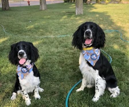 Dakotaland Springers