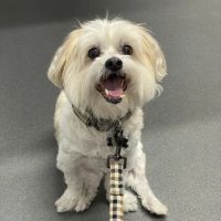 Ark Animal Hospital ico
