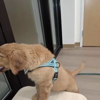UrgentVet ico
