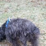 North Penn Animal Hospital