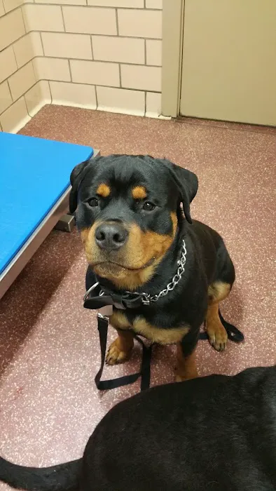 North Penn Animal Hospital Picture 7