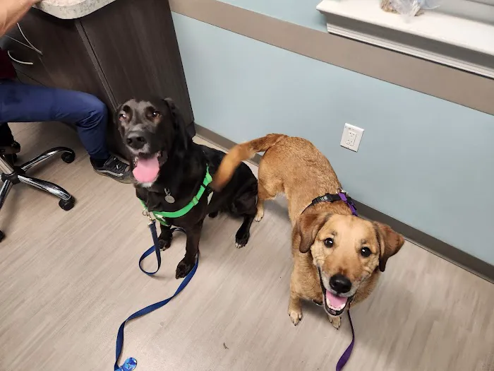North Penn Animal Hospital Picture 2