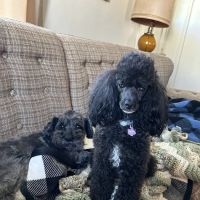 Harleysville Veterinary Hospital ico