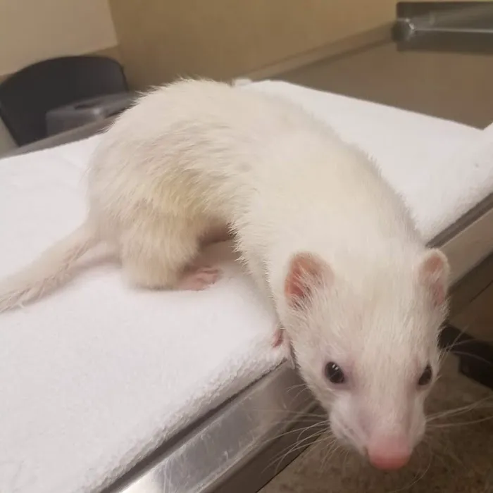 Harleysville Veterinary Hospital Picture 3