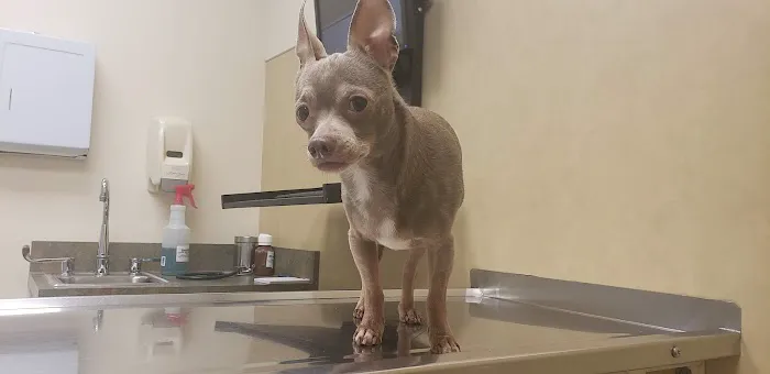Harleysville Veterinary Hospital Picture 8