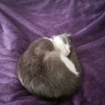 Animal Crackers Veterinary Clinic