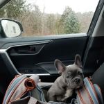 Hingham Animal Clinic