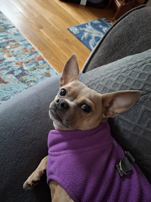 Hingham Animal Clinic Picture 4