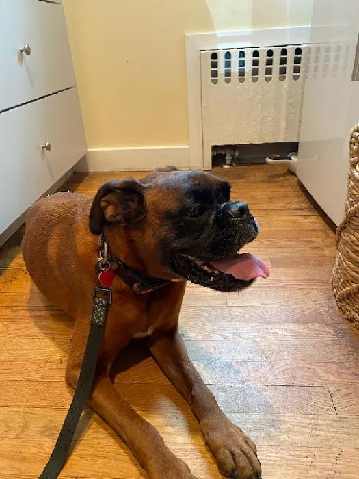 Hingham Animal Clinic Picture 3