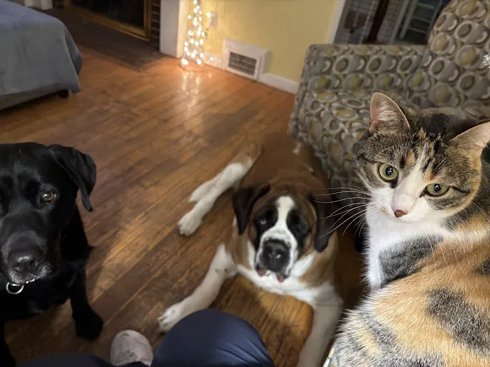 Hingham Animal Clinic Picture 8