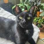 Normanside Veterinary Clinic