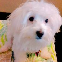 Parkside Veterinary Hospital ico