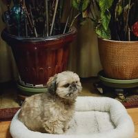 Miller Animal Hospital ico
