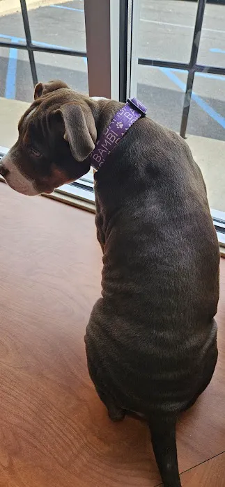 Central Veterinary Hospital Picture 4