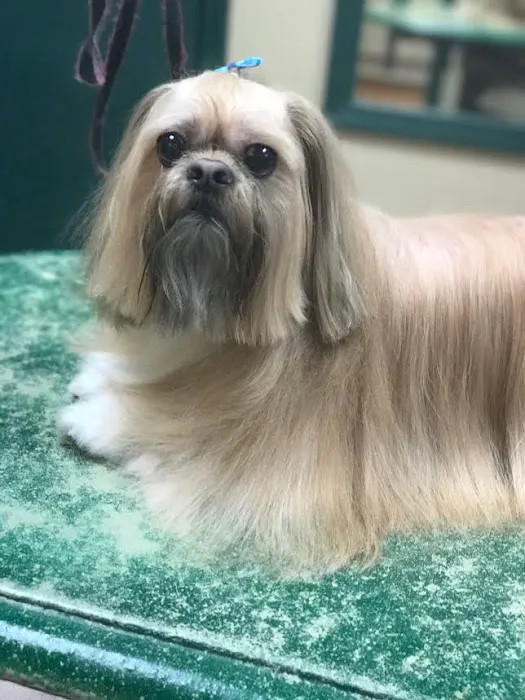 Central Veterinary Hospital Picture 5