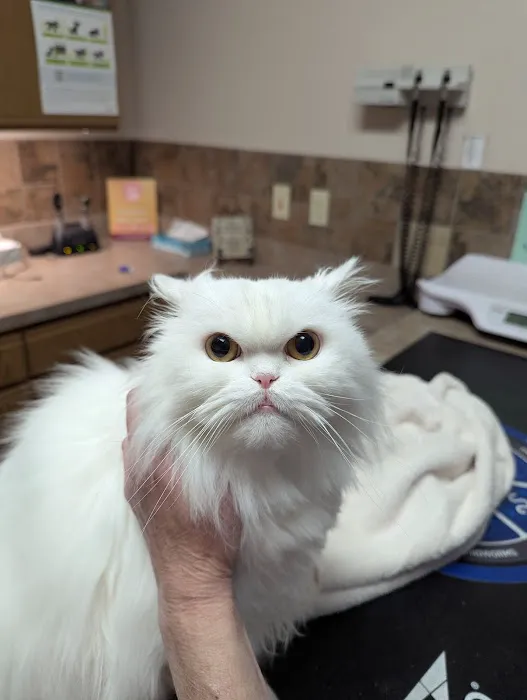 4 Paws Veterinary Care PLLC Picture 2